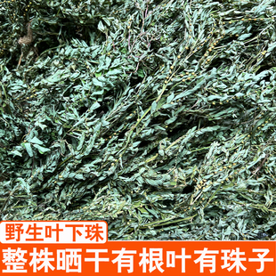 野生日晒叶下珠珍珠草龙珠草鱼鳞草夜合草天然草药茶250g干品500g
