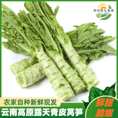 云南高原现摘现发青皮莴苣农家自种绿心莴笋青笋凤尾蔬菜当季新鲜