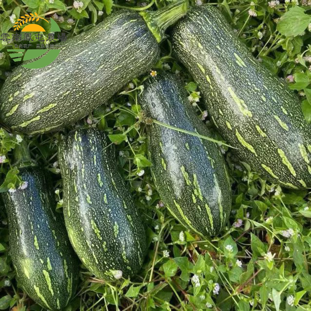 长香瓜青皮长南瓜绿南瓜青南瓜嫩南瓜云南特产农家自种新鲜粉糯