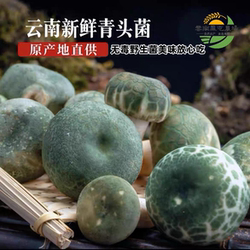 云南野生青头菌青脸菇菌野生菌南华食用蘑菇牛肝菌新鲜野生菌批发