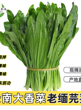 云南新鲜大香菜老缅芫荽大芫荽刺芹东南亚凉拌冬阴功食材傣味香料