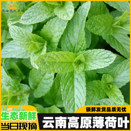 云南新鲜生态薄荷叶食用泡水装饰烘焙调酒商用包邮鲜留兰香薄荷叶