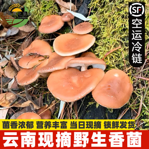 正宗云南野生香菌新鲜采摘当季