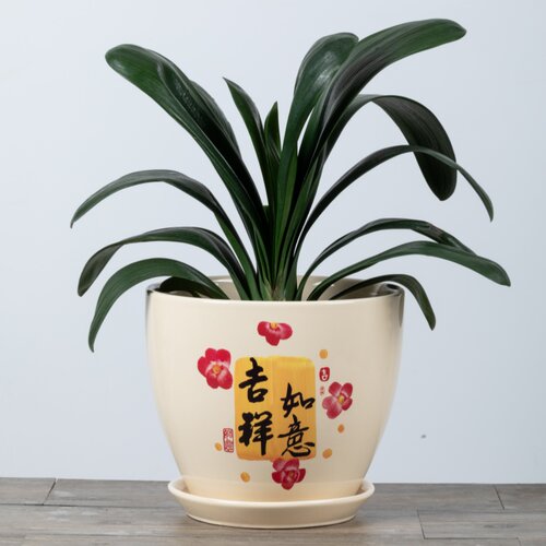 花卉盆栽发财树兰花大花盆带托盘