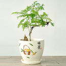 奶油风花盆陶瓷带托盘大号家用室内客厅绿萝君子兰养花专用盆清仓