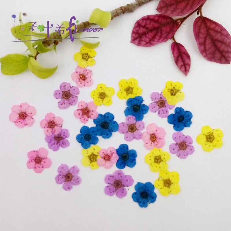 Narcissus Star flowers Embossed flower Drip glue Dried flowers Mobile phone shell diy Cotyledon face flower16 Flowersin the Home accessories , Vase/Flower/Artificial flowers/Imitation jewelry , Dried flowers/Petal/Dried package/Dry twigs  category - from Buy2taobao.com to provide professional Taobao agent buy service