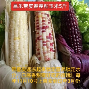 9根 白色粘棒子 花色 约7 潍坊昌乐春茬粘玉米带皮黏玉米5斤