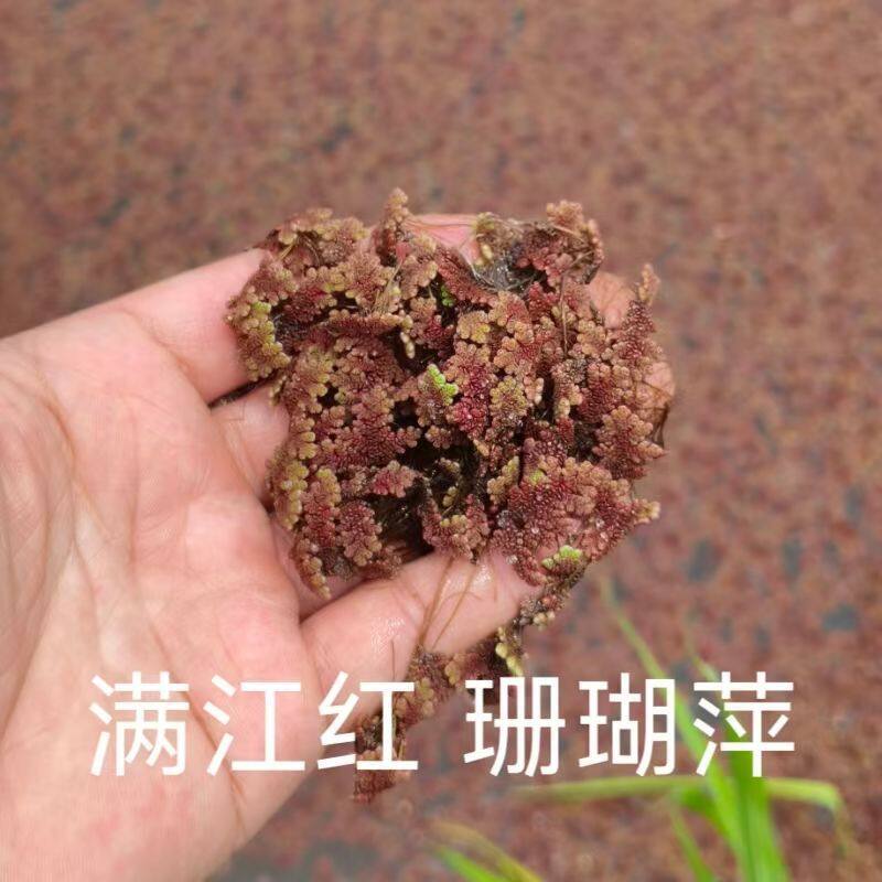 满江红浮萍珊瑚萍水草植物红浮飘中草药红浮萍红绿色鱼虾龟缸造景