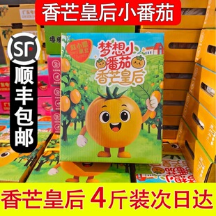 电白香芒皇后千禧黄金圣女果礼盒装芒果小番茄新鲜水果小西红柿