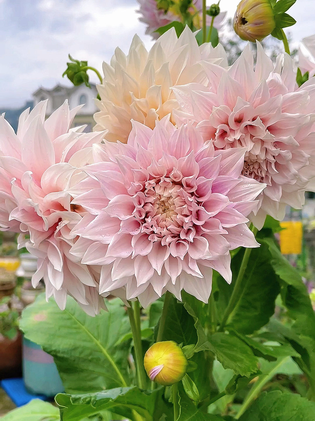 大丽花种球根种籽子地瓜花四季开花芍药牡丹室内耐寒花卉盆栽植物