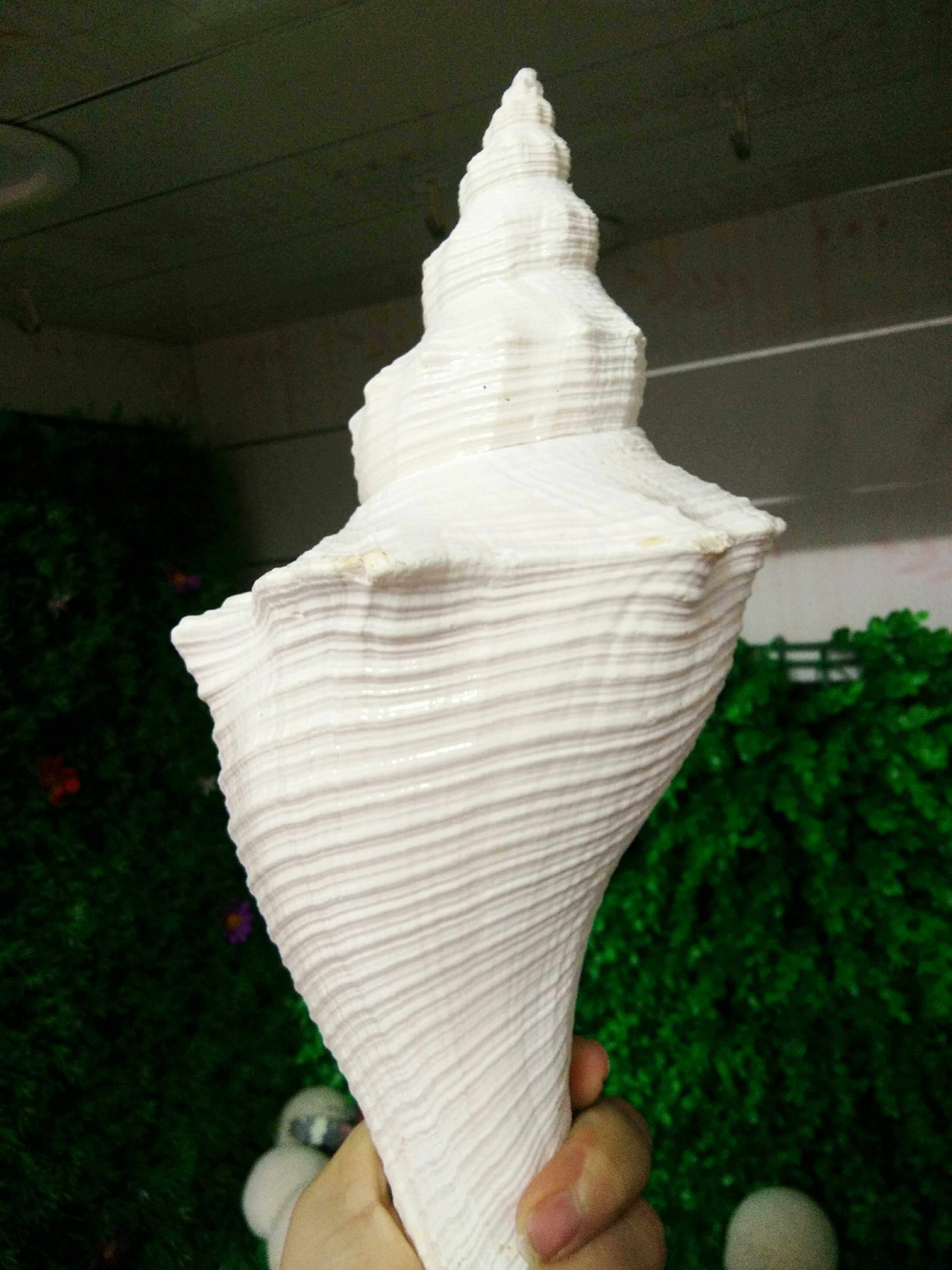 Natural Australian long fragrant snail Conch shell Dafa Snail horn Buddhist holy relics snail can be blown