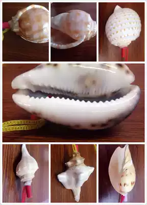 Natural shells eight kinds of large conch decoration decoration home decoration decoration fish tank aquarium aquarium landscape