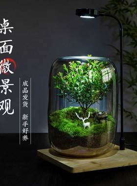 生命之树生态瓶创意微景观桌面盆栽办公室绿植成品盆景好养活青苔