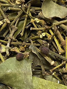 广西瑶山龙眼树寄生 野生龙眼树寄生 桂圆寄生