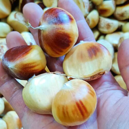 信阳新鲜花壳嫩板栗生毛栗子米