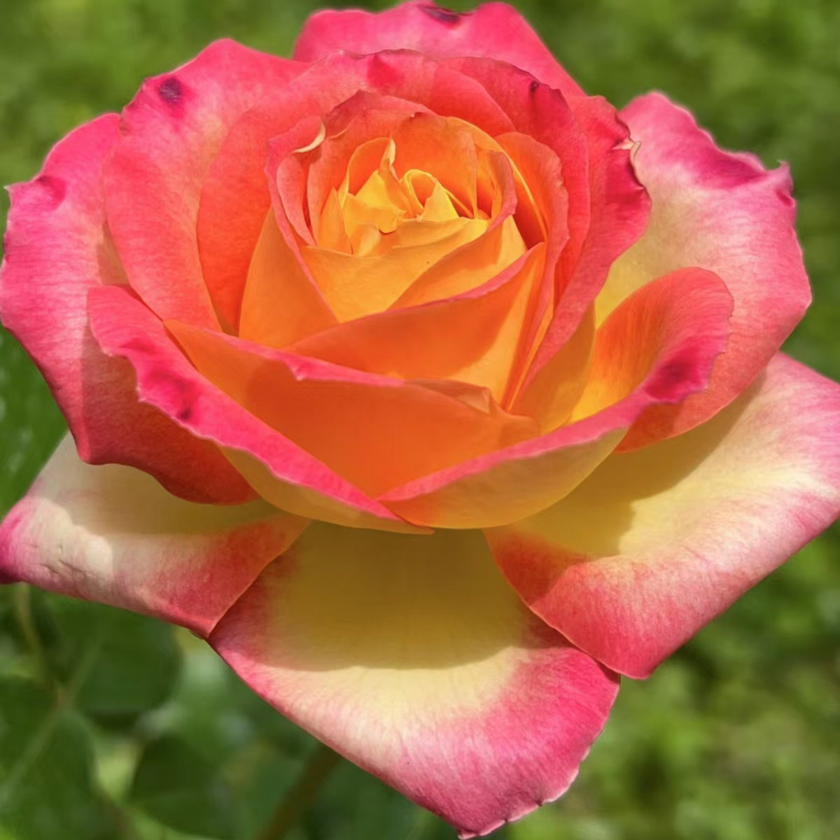 爱与和平 经典浓香大花 玫瑰月季 灌木 阳台盆栽地栽植物花卉