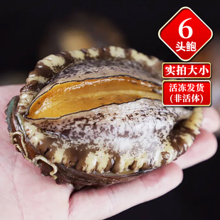 【二斤/12只 鲜活速冻】东山岛鲍鱼6头鲍 福建生鲜水产贝类皇金鲍