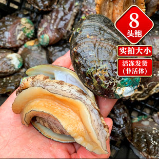 【二斤/16只 鲜活速冻】东山岛鲍鱼8头鲍 福建生鲜水产贝类皇金鲍