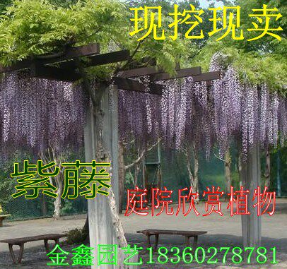 庭院爬藤植物攀援花卉树苗