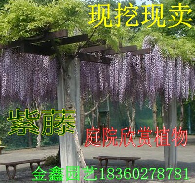 庭院爬藤植物攀援花卉树苗