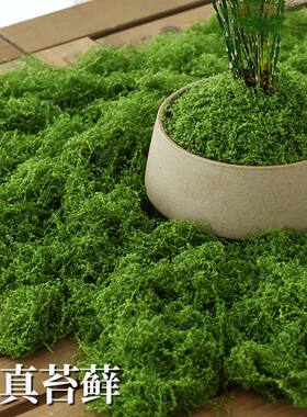 仿真苔藓手工diy材料苔藓植物装饰微观造景布置盆景盆栽铺面造景