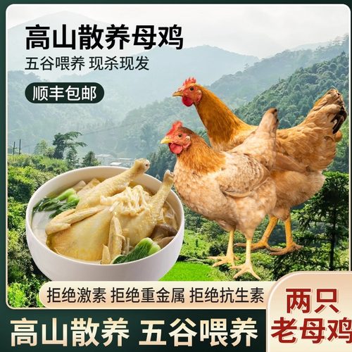 正宗一年皖南自养现杀两只土鸡