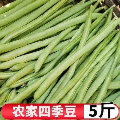 扁豆现摘四季豆新鲜新鲜豆角菜豆无筋豆荷兰豆芸豆泡沫箱