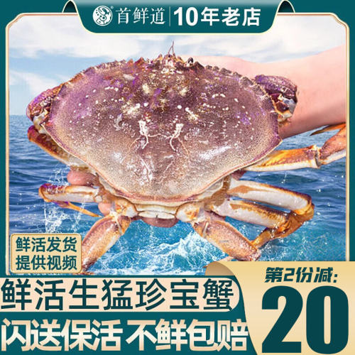 珍宝蟹鲜活进口超大特大