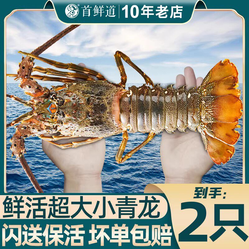 【鲜活】小青龙龙虾鲜活海鲜青龙仔澳洲大龙虾水产波龙官方旗舰店