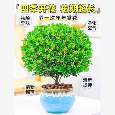 香台水浓米兰花盆栽花卉植物室内驱蚊绿植香四开花苗季阳ITP庭院