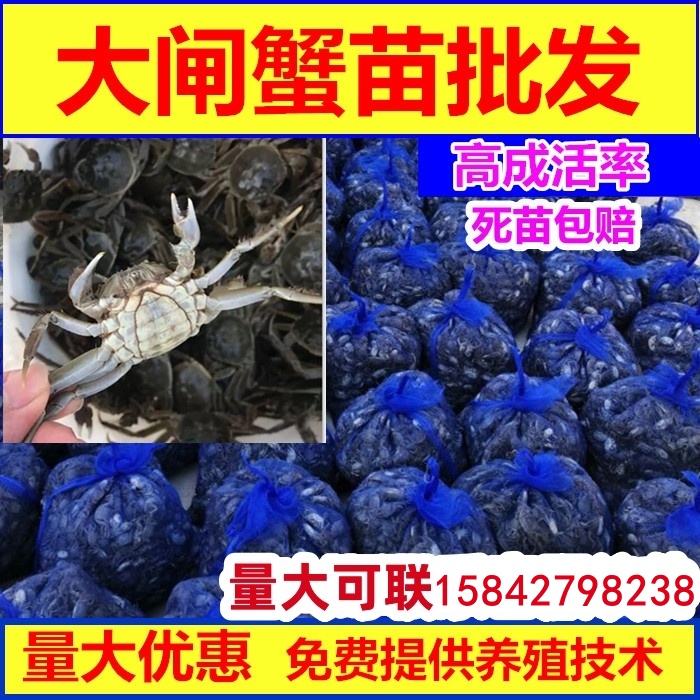 大闸蟹苗盘锦河蟹苗包邮