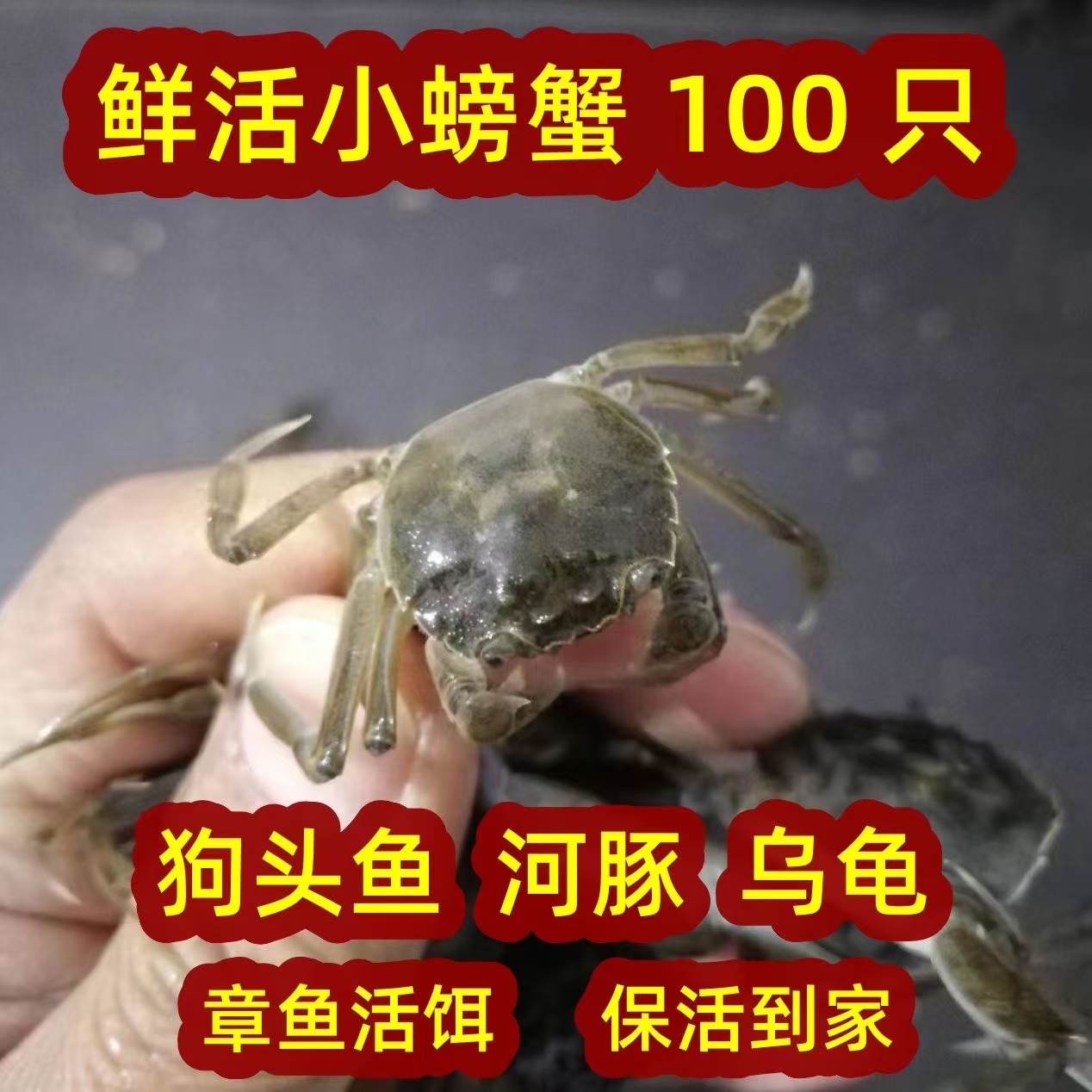 鲜活小螃蟹河蟹小螃蟹