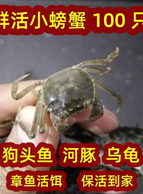小螃蟹鲜活150只淡水盘锦河蟹苗大闸蟹苗公母蟹苗幼苗小螃蟹批发