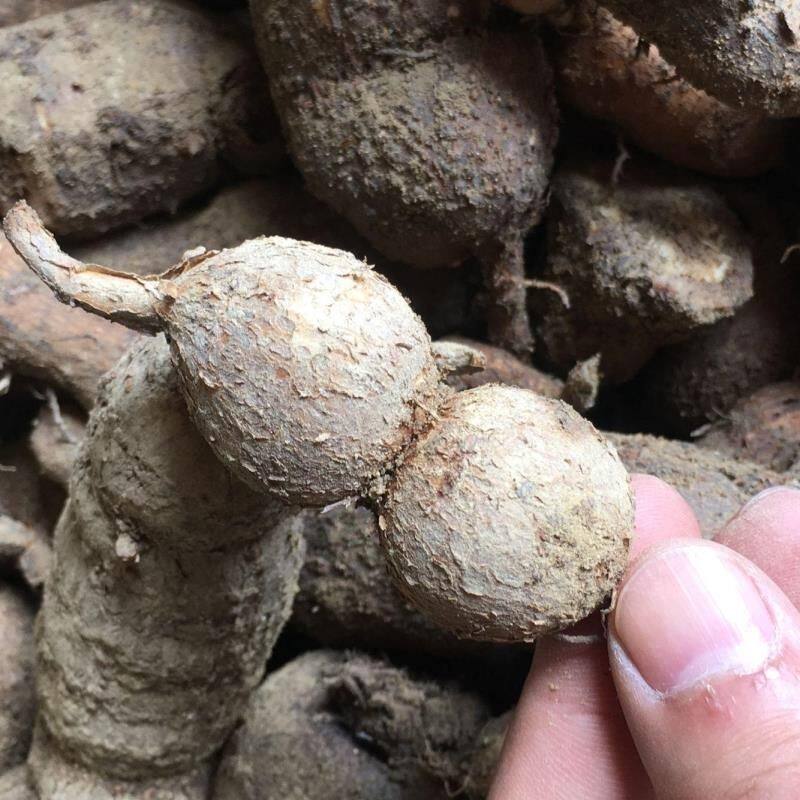 现挖现卖 新鲜粉藤蛋 粉藤薯 接骨藤 白牵牛 白粉藤中草药材