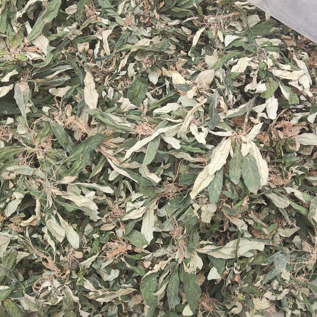 中草药白花地斩头白背仔白背草白花地胆头农家自晒干干净青绿新货