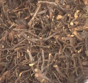 中草药材 三月泡根 刺波 茅梅根 茅莓根 红梅消根  蛇泡筋 500