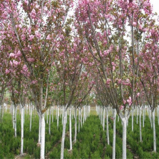 樱花树苗日本晚樱南方北方种植盆栽地栽四季常青开花庭院花木树苗