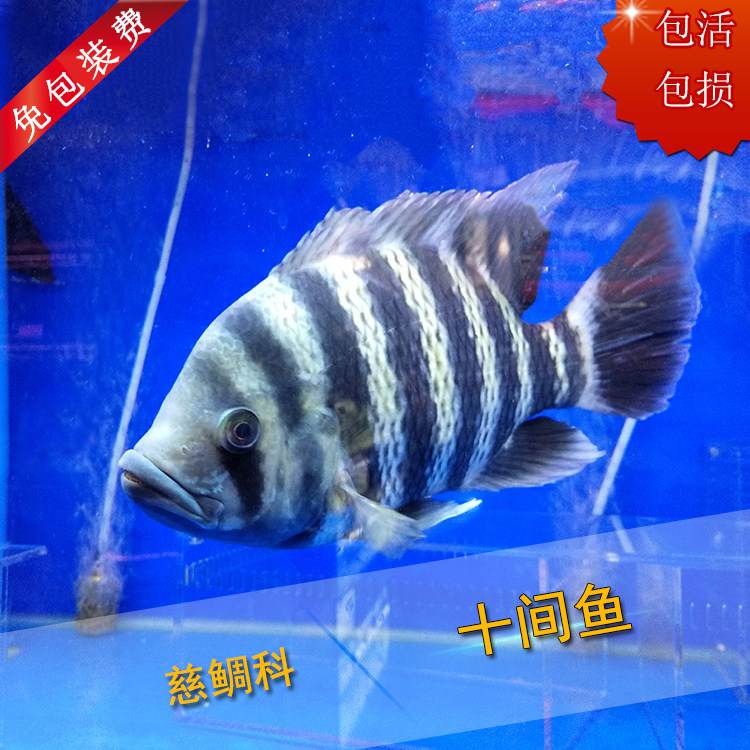 精品非洲十间大型三湖慈鲷混养凶猛观赏鱼热带鱼活体宠物鱼苗包邮