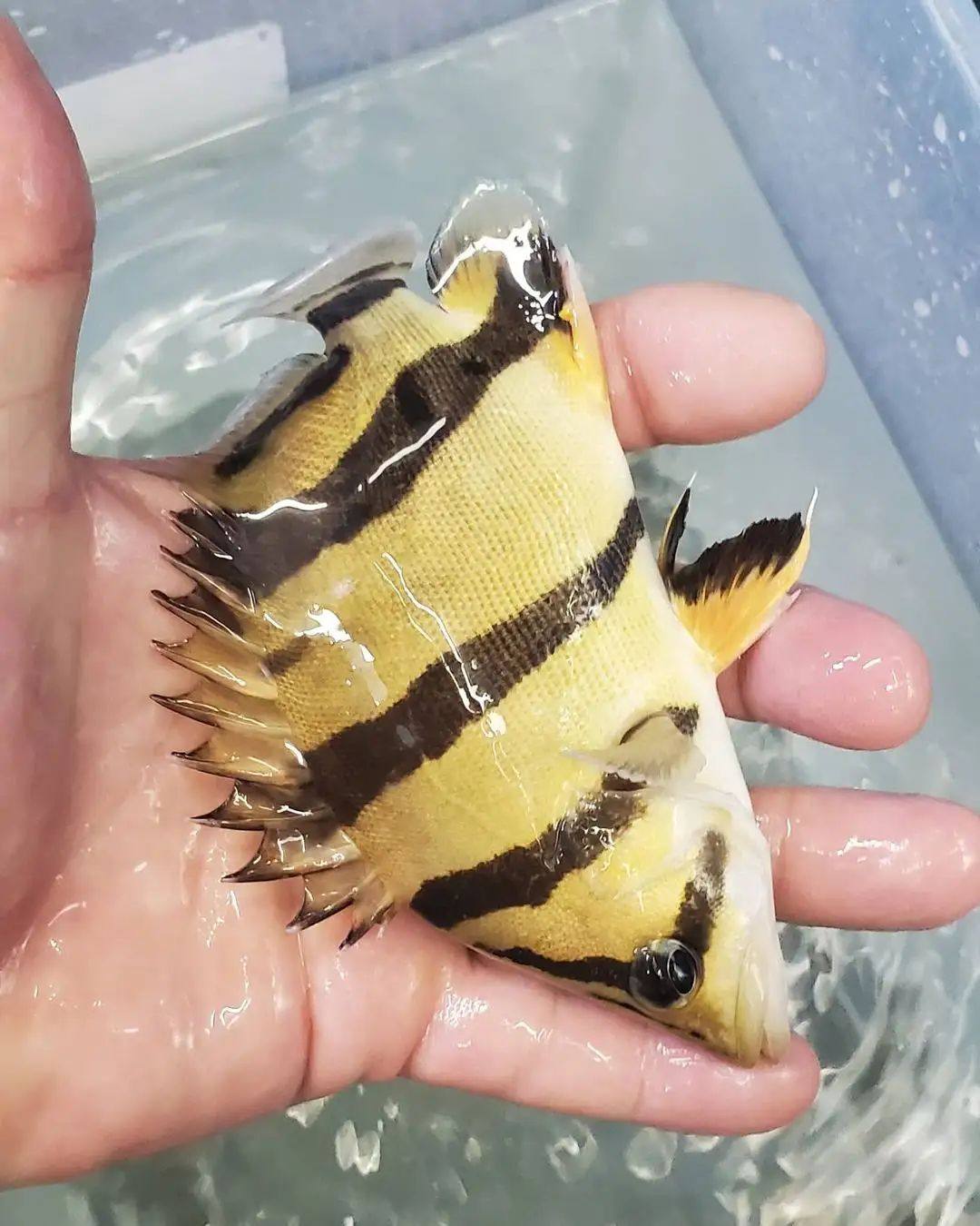 包肚围脖三纹虎苗泰北三纹虎鱼进口泰国虎鱼苏门答腊虎印尼虎活体