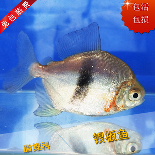 粗线银板鱼活体白子喷点银板黑桃A龙鱼混配鱼热带观赏鱼