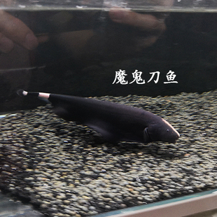 13-18魔鬼刀活体反天刀尼罗河电鳗鱼中型热带鱼观赏鱼淡水宠物鱼