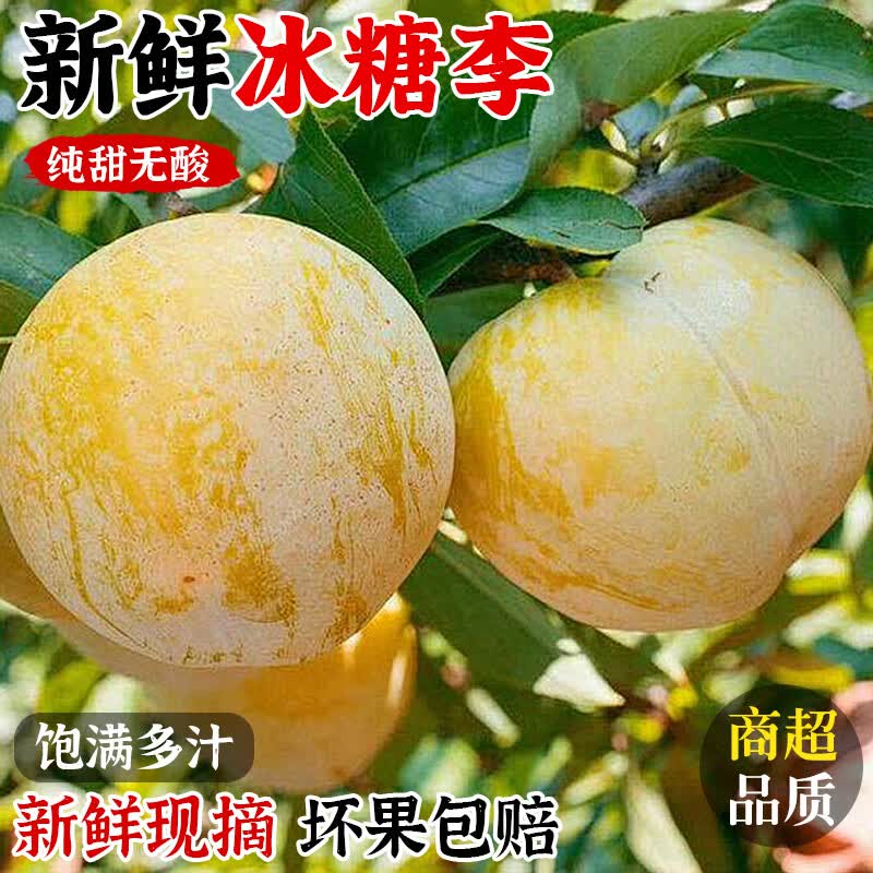正宗纯甜冰糖李桃花李当季新鲜水果四川蜂糖李子黄金奈李整箱xm