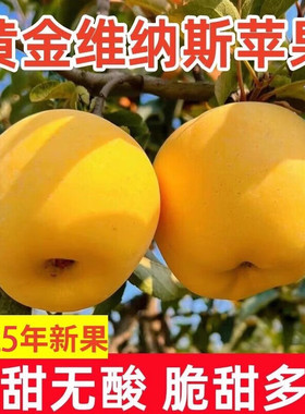 维纳斯黄金苹果脆甜应季现摘新鲜奶油水果礼盒【香甜好吃】hzy