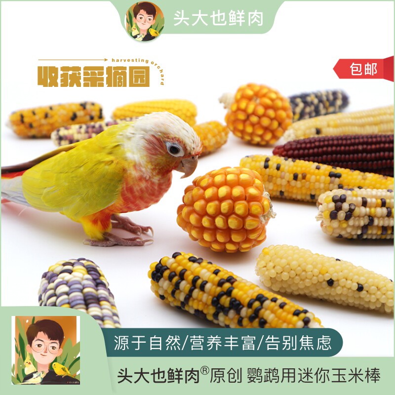 头大也鲜肉·啃咬迷你玉米棒·天然健康磨嘴解闷玩具鹦鹉仓鼠通用