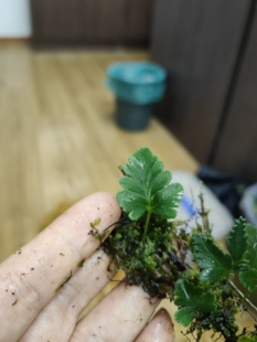 苔藓微景观稀有迷你蕨类阴石蕨紫琪小型雨林缸生态瓶造景植物材料