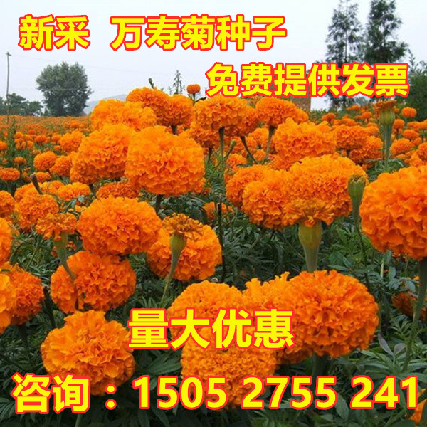 万寿菊种子混色孔雀草花种子四季易活花种臭菊花种籽庭院室外花籽