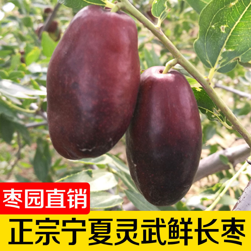 鲜枣现摘新鲜灵武长枣宁夏长枣大枣脆甜当季水果孕妇脆枣甜枣枣子