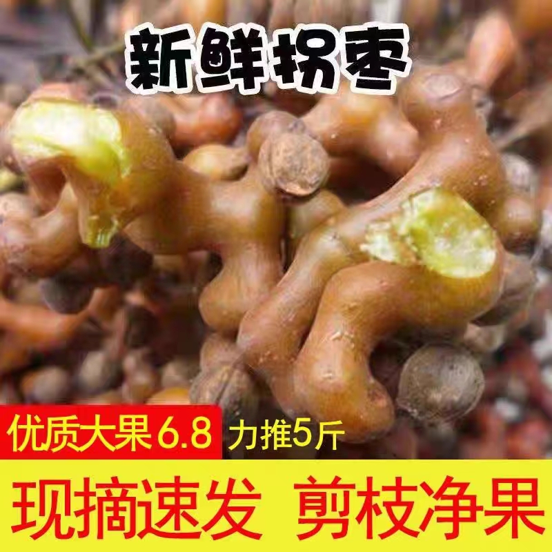 陕西秦岭新鲜拐枣万寿果野生拐枣