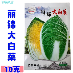 丽锦黄心大白菜种子早熟杂交耐寒耐抽薹抗病秋冬季黄芯大白菜种孑