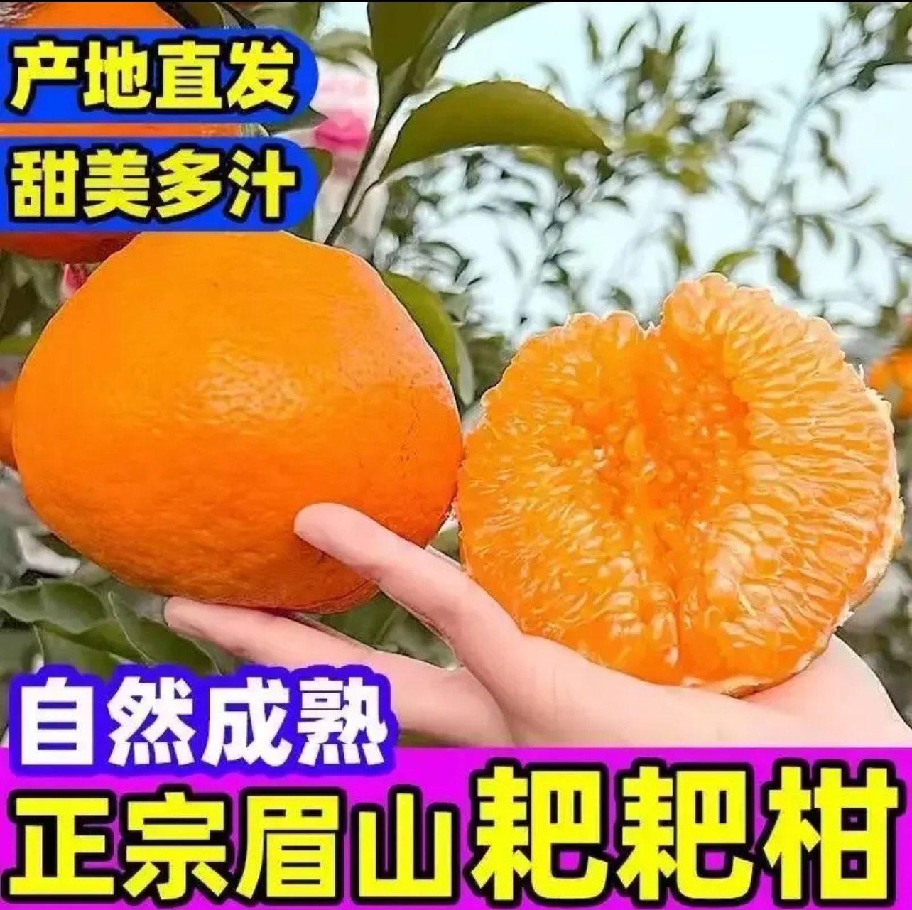 【开园福利】春见耙耙柑优质水果现剪现发当季新鲜水果,水产肉类/新鲜蔬果/熟食,桔子,淘宝优惠券,粉丝福利购,淘宝优惠卷